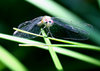 Dragonfly Series 1