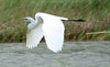 Snowy White Egret