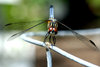 Dragonfly Series 3