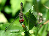 Dragonfly Series 5