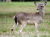 Deer at Girl Scout Capm