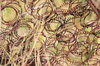 Bedsprings