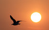 Sunrise before Gustav