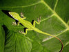 Green Anole 