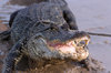 American Alligator