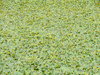 lily pad