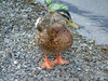 duck