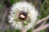Dandilion with bugs in it