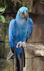 Blue bird