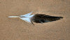 Feather