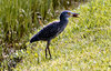 Egret with shell fish