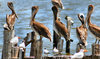 Pelicans
