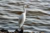White Egret