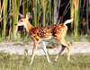 Baby Bambi