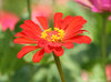 Orange Aging Flower