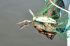 Blue Crab