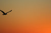 Silhouette of Seagull