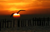 Sun Hugger