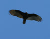 Turkey Vulture