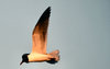 Seagull 2