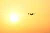 Sunrise with Seagull