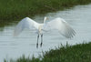 Egret landing