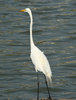 Crane