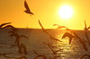 Bright Sunrise