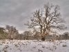 Winter - HDR