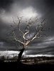 Dead Tree