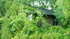 Hut under verdure