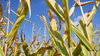 Corn field 2