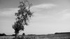 Isolated tree 1