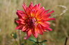 Flower 1