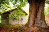 Hut in a forest 1