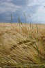 wheatfield 1