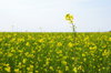 Colza flower