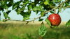 Apple(s) 5