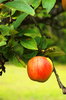 Apple(s) 3