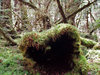 The Hollow