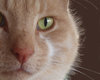 Meow