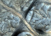 Biological Texture 2