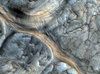 Biological Texture 3