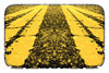 Road Texture
