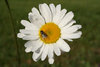 Summer Daisy 2