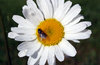 Summer Daisy 3