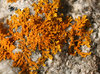 Lichen on Granite 2