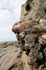 Barnacles 1