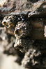 Barnacles 2