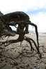 Driftwood 4